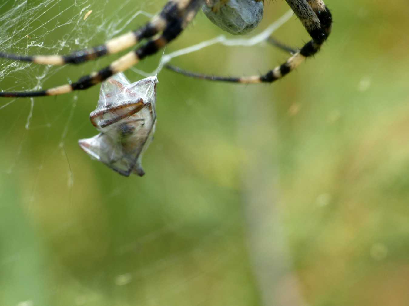 Argiope bruennichi: corteggiamento - S. Teresa G. (OT)